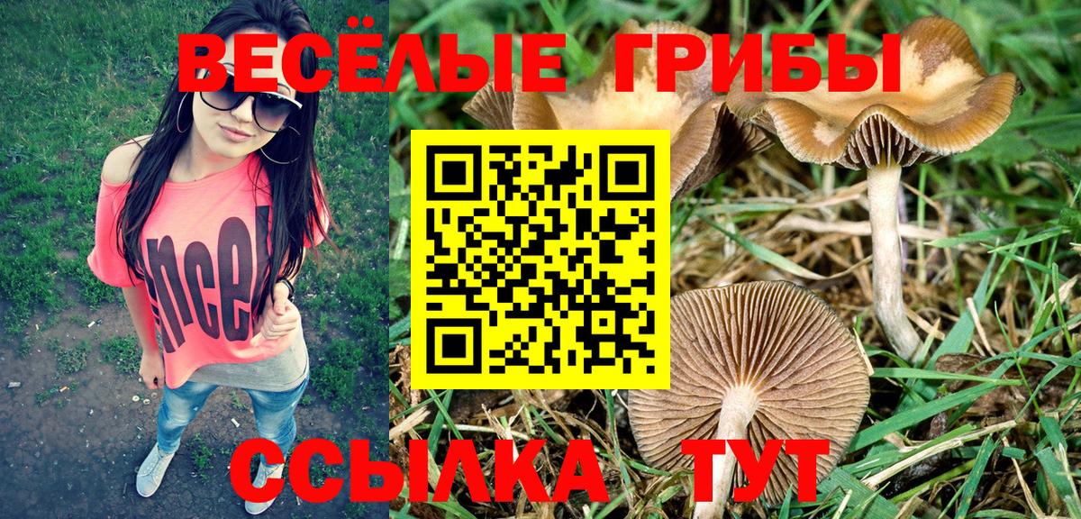 Тулун  Псилоцибиновые грибы Psilocybe  Вход с VPN  Галлюциногенные грибы Psilocybe 